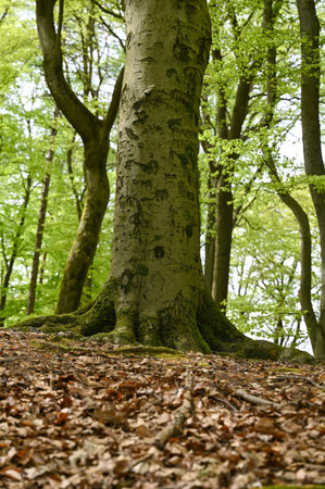 A larger girth tree with roots in a forest in spring