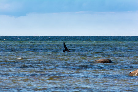 Cormorant bird ( Phalacrocoracidae ) flies on the Baltic Sea coast on the island of Poel near Timmendorf, Germanyの写真素材