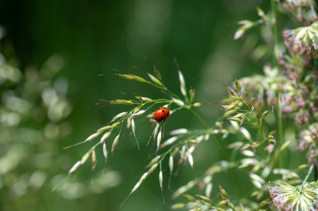 Ladybird   (  Coccinellidae  ) on plant in green nature  with many copy space