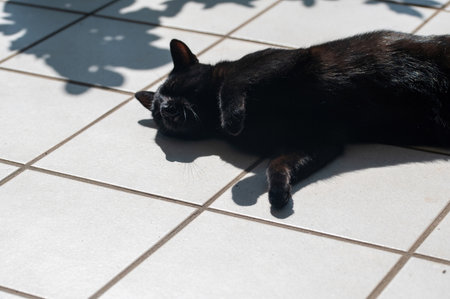 A black cat lies on a terrace and enjoys the warm sunの写真素材