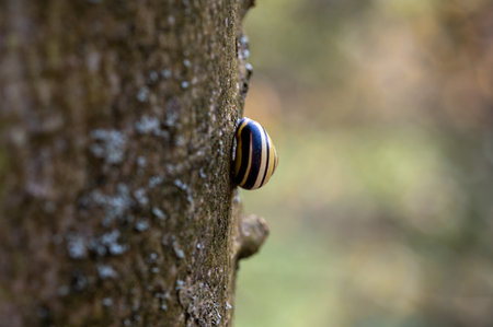 A snail with a shell on a tree in the nature