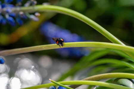Black - red ladybug ( Coccinellidae )  with wing on a plant in green natureの写真素材