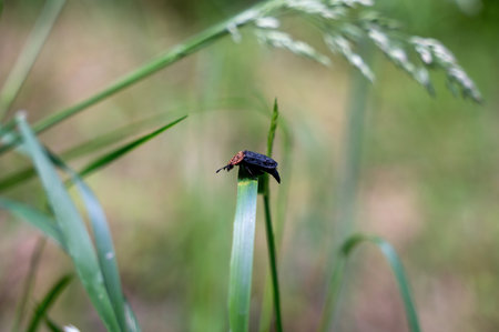 Red-necked Silphium beetle ( Oiceoptoma thoracicum ) on a blade of grass in green nature
