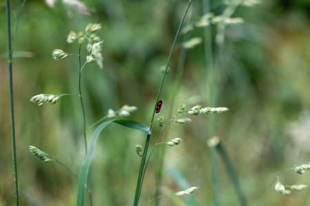 A Blood Cicada  ( Cercopidae ) sits on a plant in the green nature