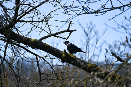Ravens  on a branch in nature with blue skyの写真素材