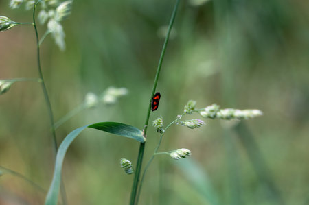 A Blood Cicada  ( Cercopidae ) sits on a plant in the green natureの写真素材