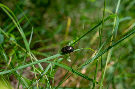 Shimmering common rose beetle  (  Cetoniinae  )  on blade of grass with copy spaceの写真素材