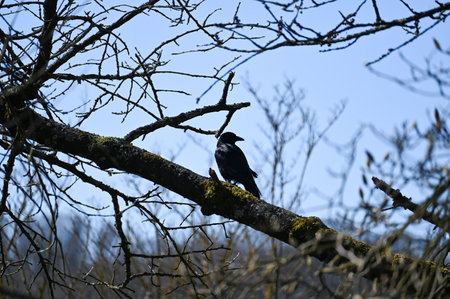 Ravens on a branch in nature with blue sky
