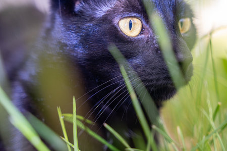 Head of a black cat  with grassの写真素材