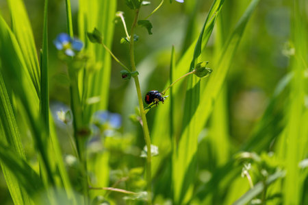 Black - red ladybug ( Coccinellidae )  on a plant in green nature