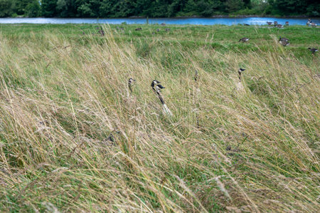 Some Canada geese ( Branta canadensis ) and their chicks almost hidden in the tall grass in a meadow...