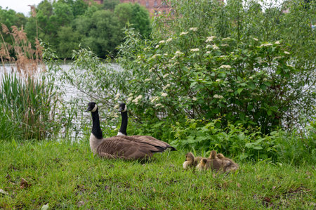 Family of Canada geese ( Branta canadensis ) with goslings in green grass in the nature
