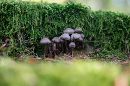 A few mushrooms in a forest