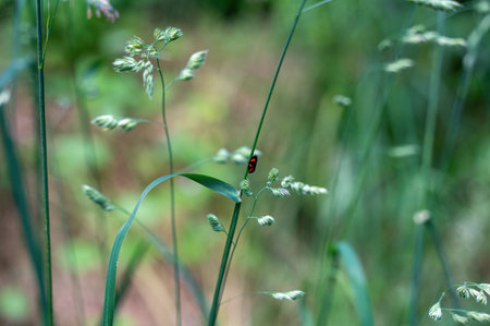 A Blood Cicada  ( Cercopidae ) sits on a plant in the green nature