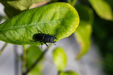 A bark beetle (Dorcus parallelipipedus) also called the dwarf stag beetle, on a green leaf in nature