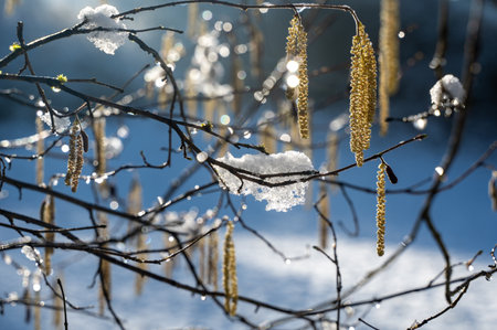 Hazel bush with flowers in winter ( Corylus avellana ) covered in snow in winter with sunlightの写真素材