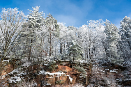 Rock wall with icicles on a cold winter day with lots of snow, blue sky  and snow-covered treesの写真素材
