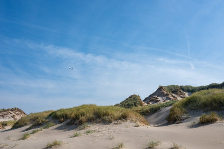 Dunes landscape  with beach grass on the North Sea coast in the Netherlandsの写真素材