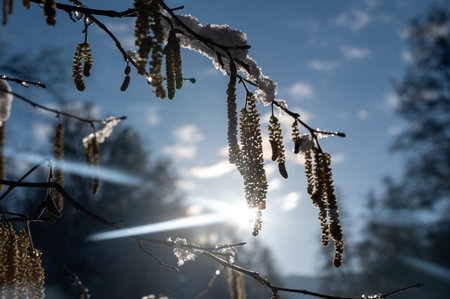 Hazel bush with flowers in winter ( Corylus avellana ) covered in snow in winter with shining sun