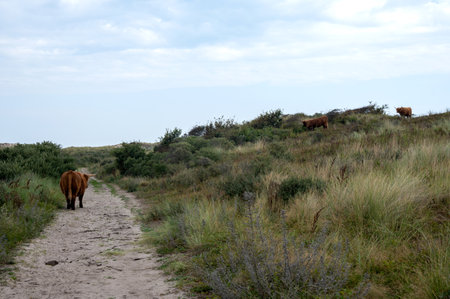 A Scottish highland cattle stands on a footpath in the dune hinterland in a nature reserve near Egmond aan Zee in the Netherlandsの写真素材