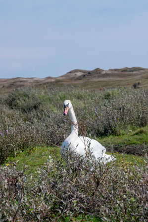 A white swan ( Cygnus ) stands in a dune landscape,  in a nature reserve near Egmond aan Zee in the Netherlandsの写真素材