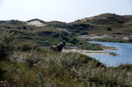 Konik wild horses and Exmoor ponies live in a dune landscape in a nature reserve, for a natural management of the dunes to curb the proliferation of the bushes, near Egmond aan Zee in the Netherlandsの写真素材