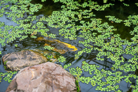 A Koi carp fish in the water of a pondの写真素材