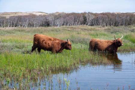 Scottish Highland cattle stand in and on the water on the shore of a small lake in the dune hinterland in a nature reserve near Egmond aan Zee in the Netherlandsの写真素材