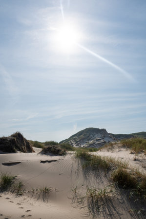 Dunes landscape  with beach grass  and sun on the North Sea coast in the Netherlandsの写真素材