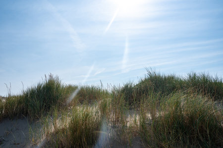 Dunes landscape  with beach grass  and sun on the North Sea coast in the Netherlandsの写真素材