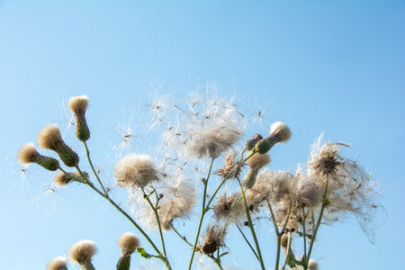 Wilted thistles in a field with lots of flying seedsの写真素材