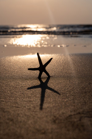 A starfish in the sand on a beach in front of the ocean waves at sunsetの写真素材