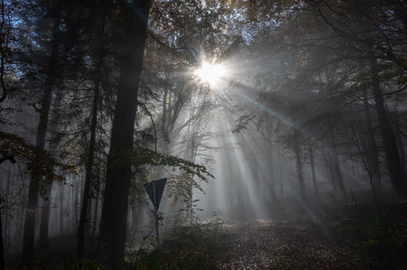 Sun shines in the morning fog in a forest in autumn time, with the back of an information signの写真素材