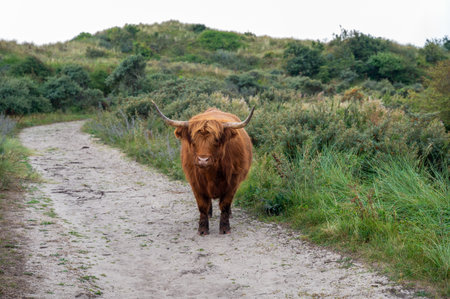 A Scottish highland cattle stands on a footpath in the dune hinterland in a nature reserve near Egmond aan Zee in the Netherlandsの写真素材
