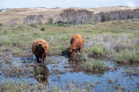Scottish Highland cattle stand in and on the water on the shore of a small lake in the dune hinterland in a nature reserve near Egmond aan Zee in the Netherlandsの写真素材