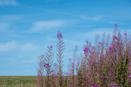 Willowherb (Epilobium angustifolium) with skyの写真素材