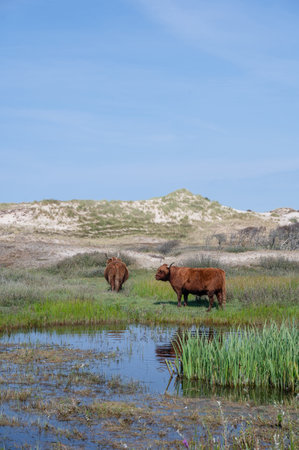 Scottish Highland cattle stand  on a small lake in the dune hinterland in a nature reserve near Egmond aan Zee in the Netherlandsの写真素材