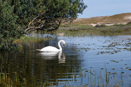 A white swan ( Cygnus ) swims in the water of a small lake in a dune landscape in a nature reserve near Egmond aan Zee in the Netherlandsの写真素材
