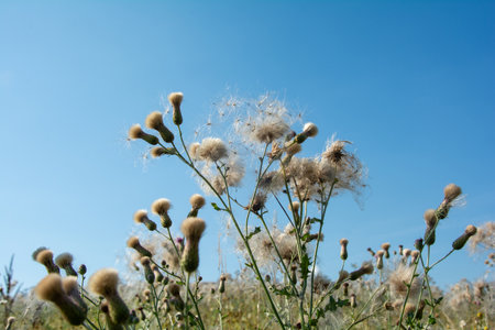 Wilted thistles in a field with lots of flying seedsの写真素材