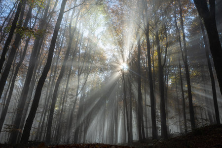 Sun shines in the morning fog in a forest in autumnの写真素材