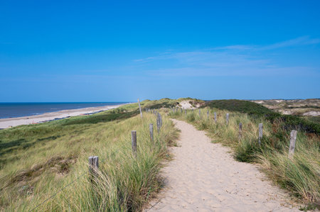 A path through a dune landscape with fence and beach grass on the North Sea coast in the Netherlandsの写真素材