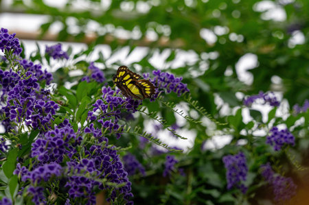 Malachite butterfly (Siproeta stelenes) on a purple flower in green nature