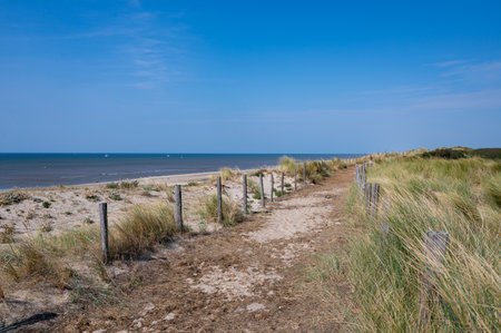 A path through a dune landscape with fence and beach grass on the North Sea coast in the Netherlandsの写真素材
