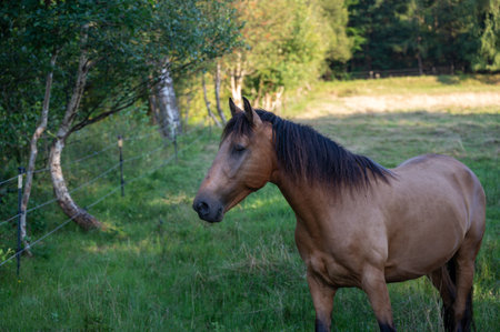 A horse stands on a green pasture