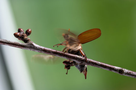 A May beetle (Melolontha) flies on a branch in nature