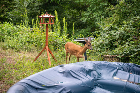 A wild deer (Capreolus capreolus) in the middle of a green garden in a residential areaの写真素材