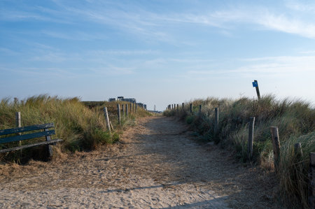 A path through a dune landscape with fence and beach grass on the North Sea coast in Egmond aan Zee, in  the Netherlandsの写真素材