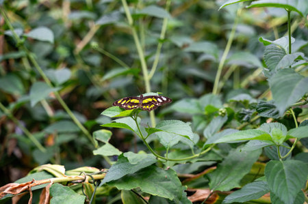Malachite butterfly (Siproeta stelenes) on a leaf in green nature