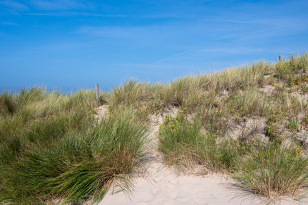 Dune landscape with beach grass and a barbed wire fence on the North Sea coast in the Netherlandsの写真素材