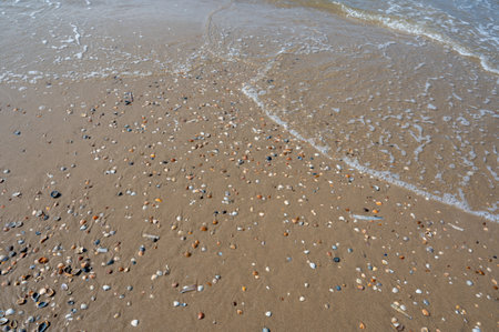Waves on the sandy beach by the sea, with lots of shells